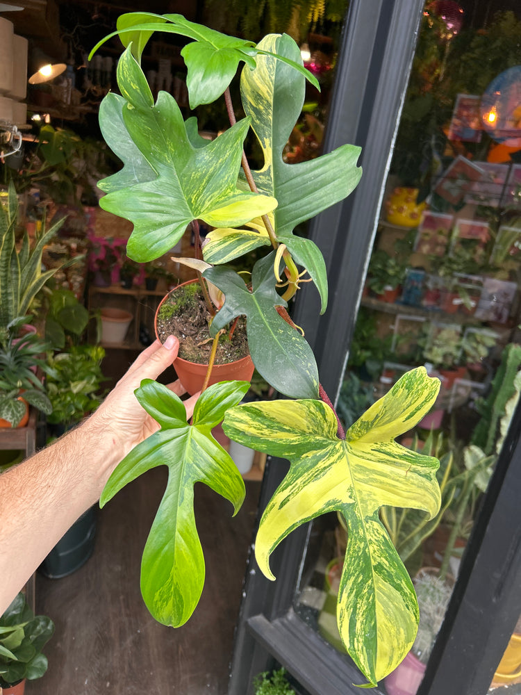 Philodendron ‘Florida Beauty’ in front of Urban Tropicana’s Plant Shop in Chiswick London