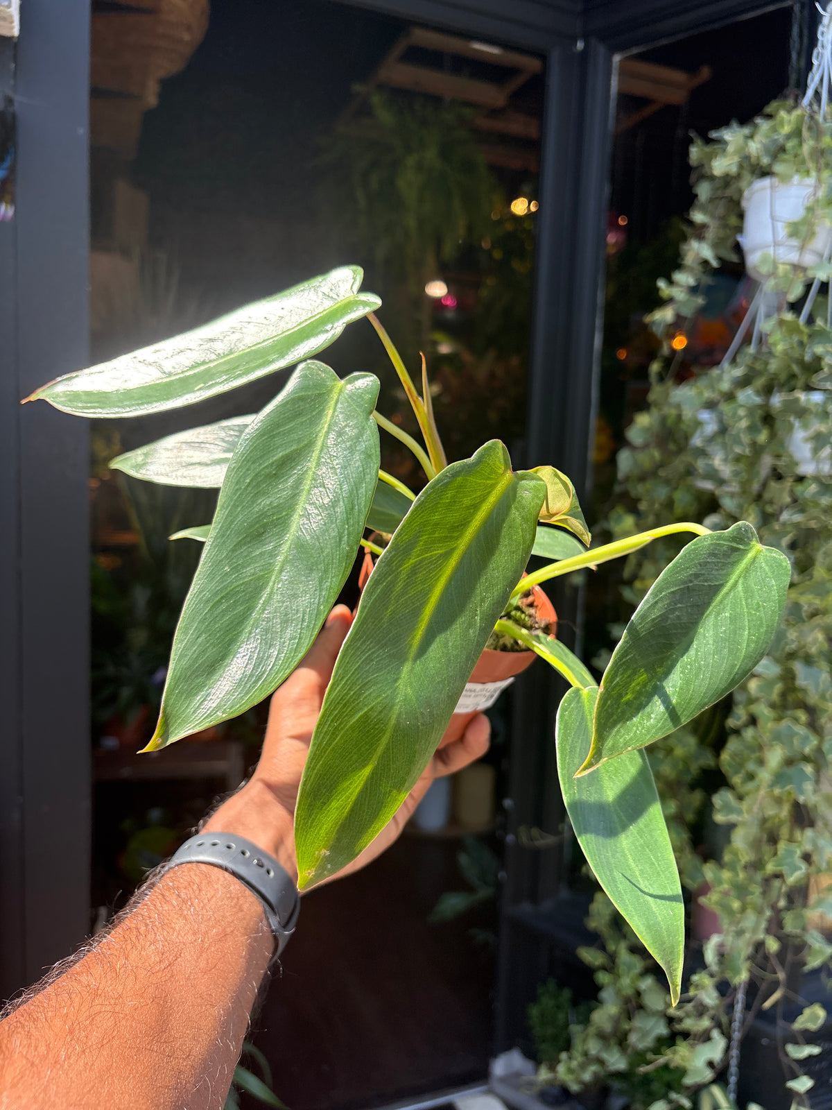 Philodendron Spiritus Sancti in front of Urban Tropicana’s Plant Shop in Chiswick London