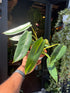 Philodendron Spiritus Sancti in front of Urban Tropicana’s Plant Shop in Chiswick London