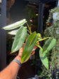Philodendron Spiritus Sancti in front of Urban Tropicana’s Plant Shop in Chiswick London