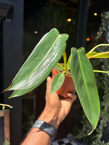 Philodendron Spiritus Sancti in front of Urban Tropicana’s Plant Shop in Chiswick London