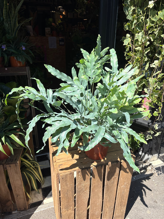 A Phlebodium Blue Star plant also known as a Cathedral Cactus in front of Urban Tropicana&