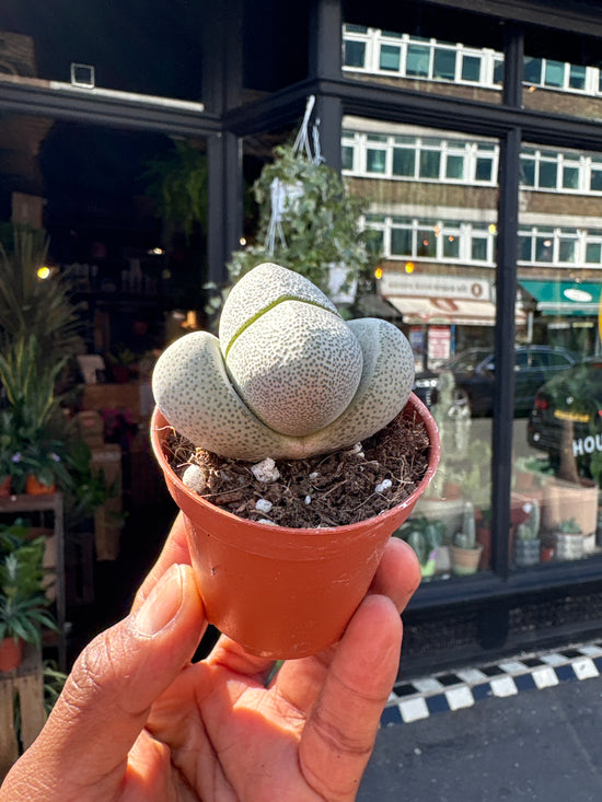 Pleiospilos Nelii large form in front of Urban Tropicana’s Plant Shop in Chiswick London