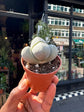 Pleiospilos Nelii large form in front of Urban Tropicana’s Plant Shop in Chiswick London