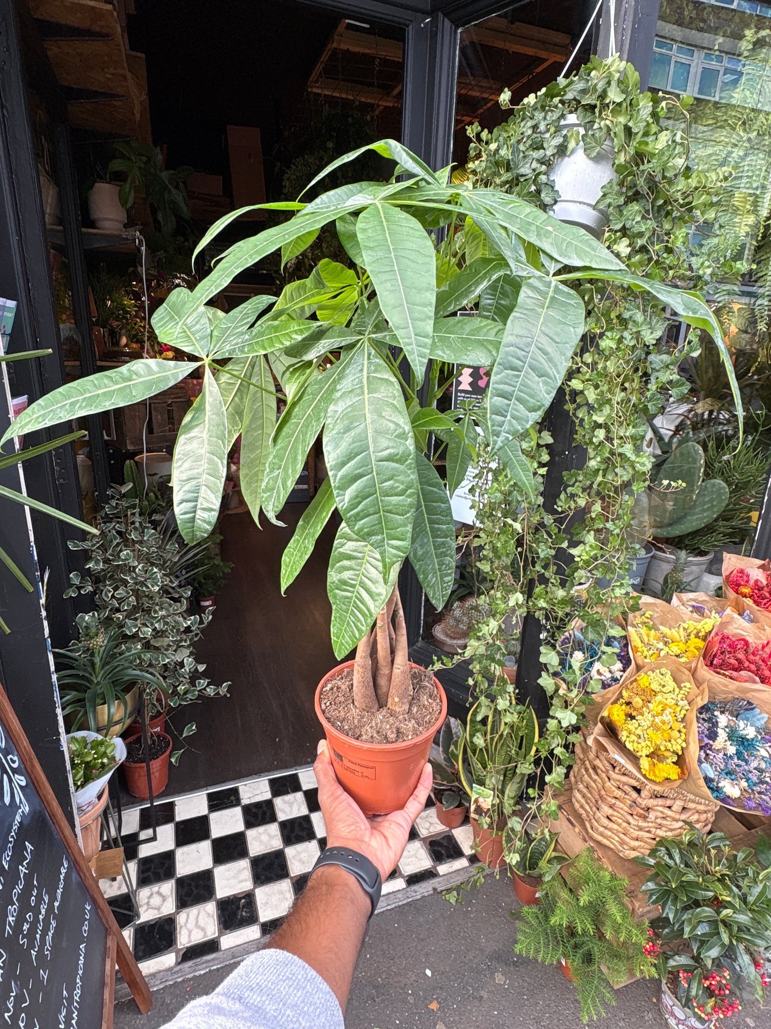 Pachira Aquatica plant also known as a Money plant in front of Urban Tropicana’s plant shop in Chiswick London 