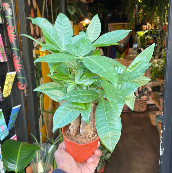 Pachira Aquatica, also known as Money Tree, in front Urban Tropicana&