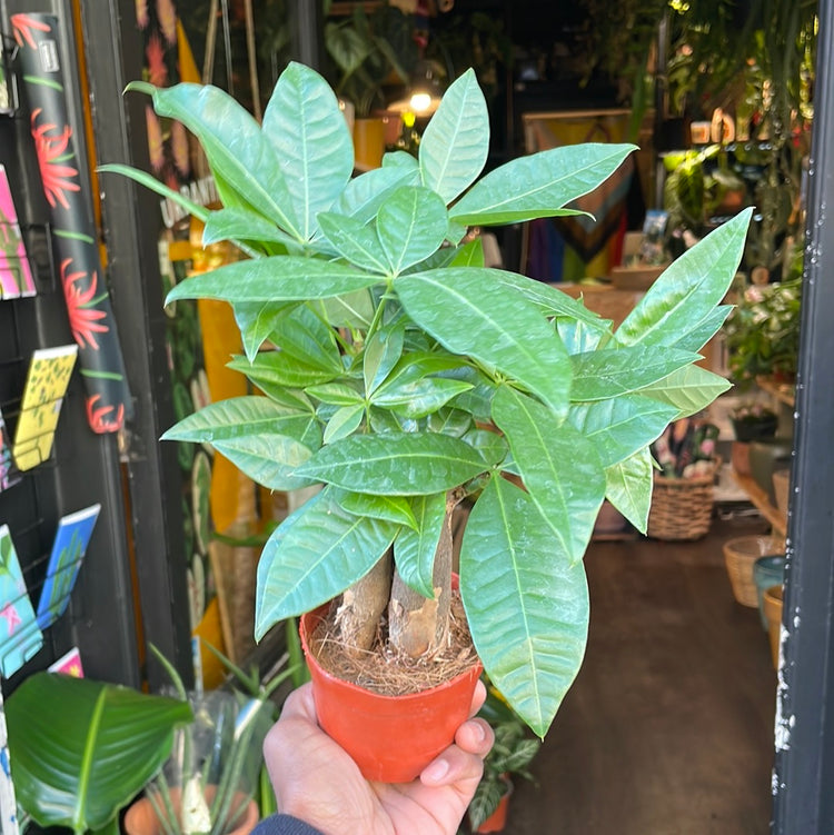 Pachira Aquatica, also known as Money Tree, in front Urban Tropicana&
