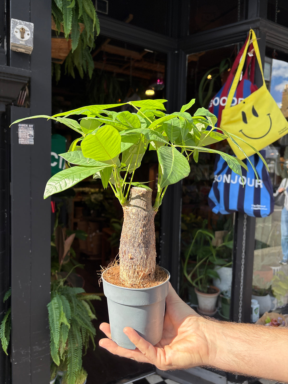Pachira aquatica (Money Tree) houseplant in 12cm pot outside Urban Tropicana plant shop in Chiswick, London
