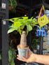 Pachira aquatica (Money Tree) houseplant in 12cm pot outside Urban Tropicana plant shop in Chiswick, London