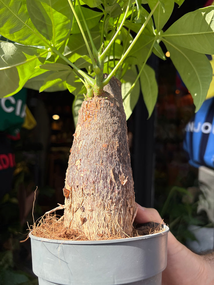 Pachira aquatica (Money Tree) houseplant in 12cm pot outside Urban Tropicana plant shop in Chiswick, London