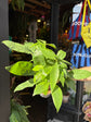 Pachira aquatica (Money Tree) houseplant in 12cm pot outside Urban Tropicana plant shop in Chiswick, London