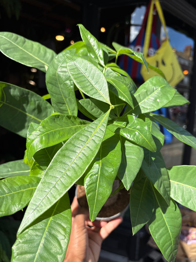 Pachira aquatica (Money Tree) houseplant in 12cm pot outside Urban Tropicana plant shop in Chiswick, London