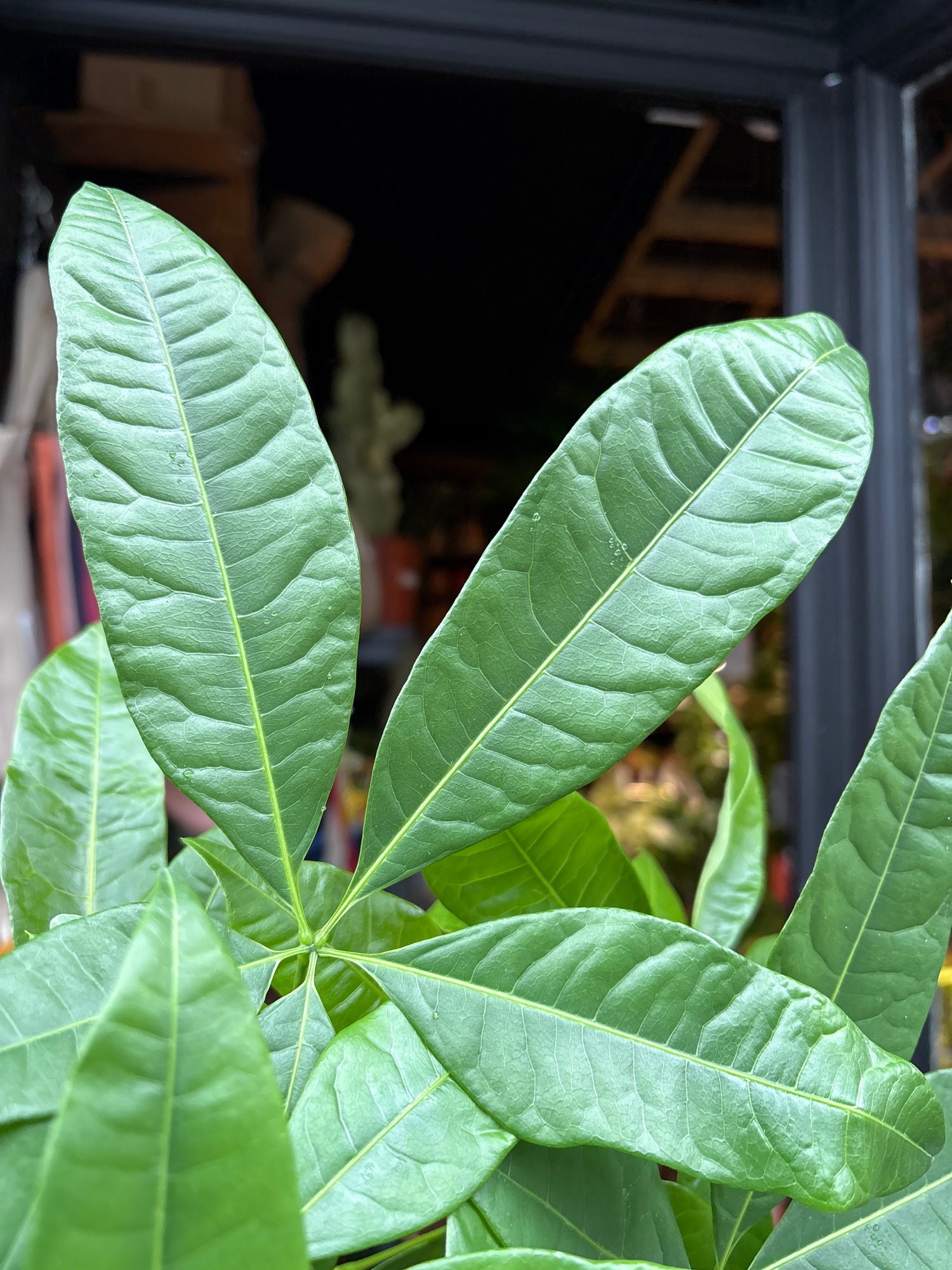 A Pachira Aquatica plant in front of Urban Tropicana’s plant shop in Chiswick, London