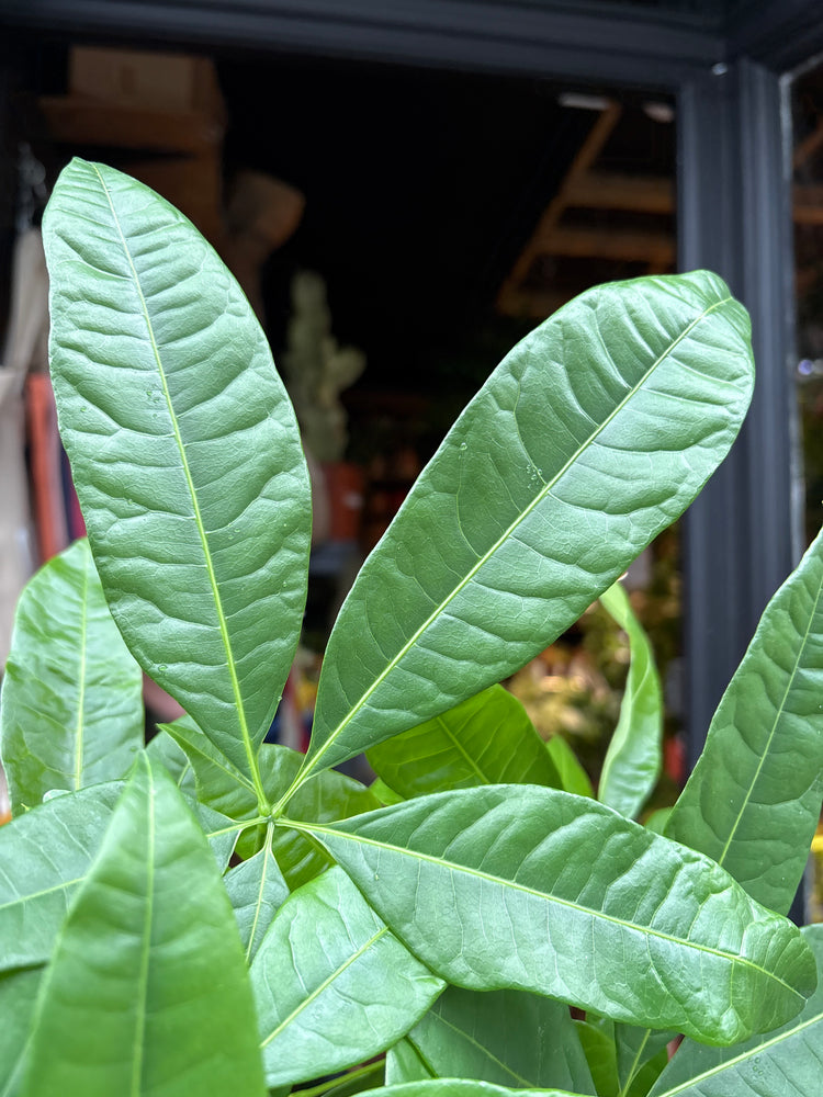 A Pachira Aquatica plant in front of Urban Tropicana’s plant shop in Chiswick, London