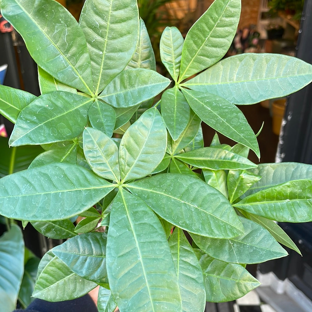 Pachira Aquatica, also known as Money Tree, in front Urban Tropicana&