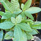 Pachira Aquatica, also known as Money Tree, in front Urban Tropicana&