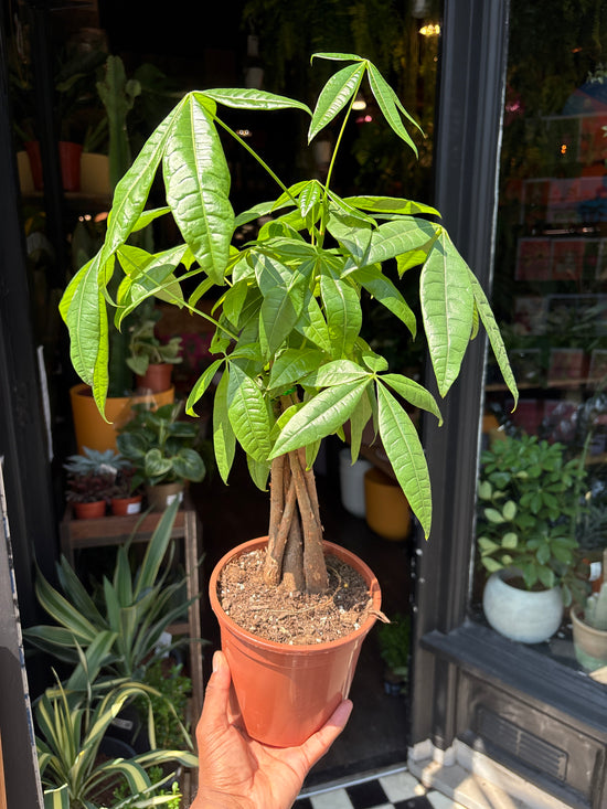 A Pachira  or Money Tree plant in front of Urban Tropicana’s plant shop in Chiswick London 