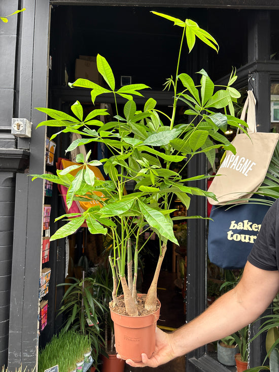 Pachira Aquatica outside Urban Tropicana’s houseplant store in Chiswick, London