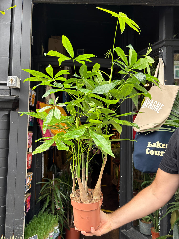 Pachira Aquatica outside Urban Tropicana’s houseplant store in Chiswick, London