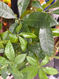 Pachira Aquatica outside Urban Tropicana’s houseplant store in Chiswick, London