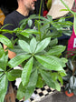 Pachira Aquatica outside Urban Tropicana’s houseplant store in Chiswick, London
