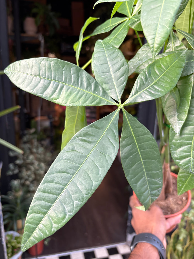 A Pachira Aquatica plant also known as a Money Tree in Urban Tropicana’s plant shop in Chiswick London