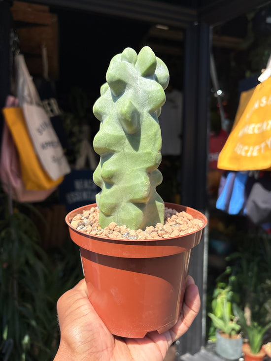 A Pachycereus Lophocereus Schottii Monstruosus plant in front of Urban Tropicana’s plant shop in Chiswick, London