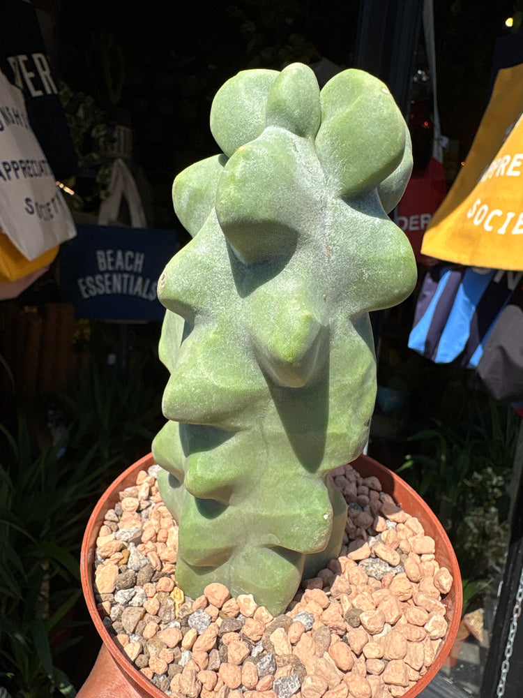 A Pachycereus Lophocereus Schottii Monstruosus plant in front of Urban Tropicana’s plant shop in Chiswick, London