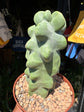 A Pachycereus Lophocereus Schottii Monstruosus plant in front of Urban Tropicana’s plant shop in Chiswick, London