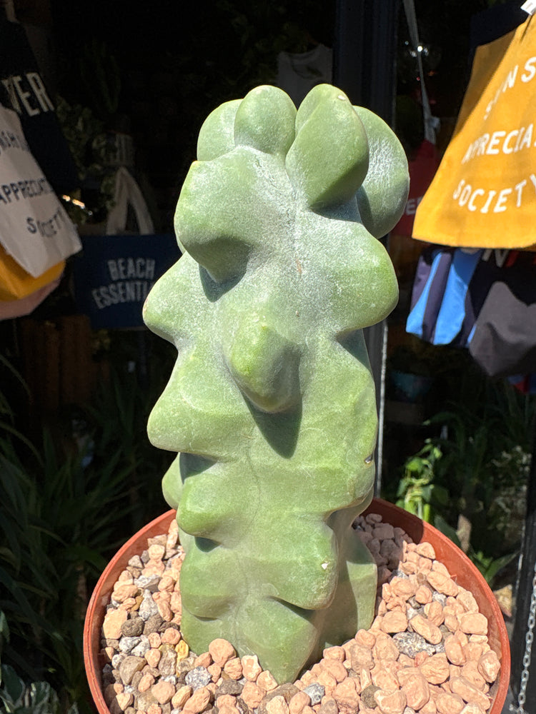 A Pachycereus Lophocereus Schottii Monstruosus plant in front of Urban Tropicana’s plant shop in Chiswick, London