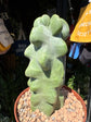 A Pachycereus Lophocereus Schottii Monstruosus plant in front of Urban Tropicana’s plant shop in Chiswick, London