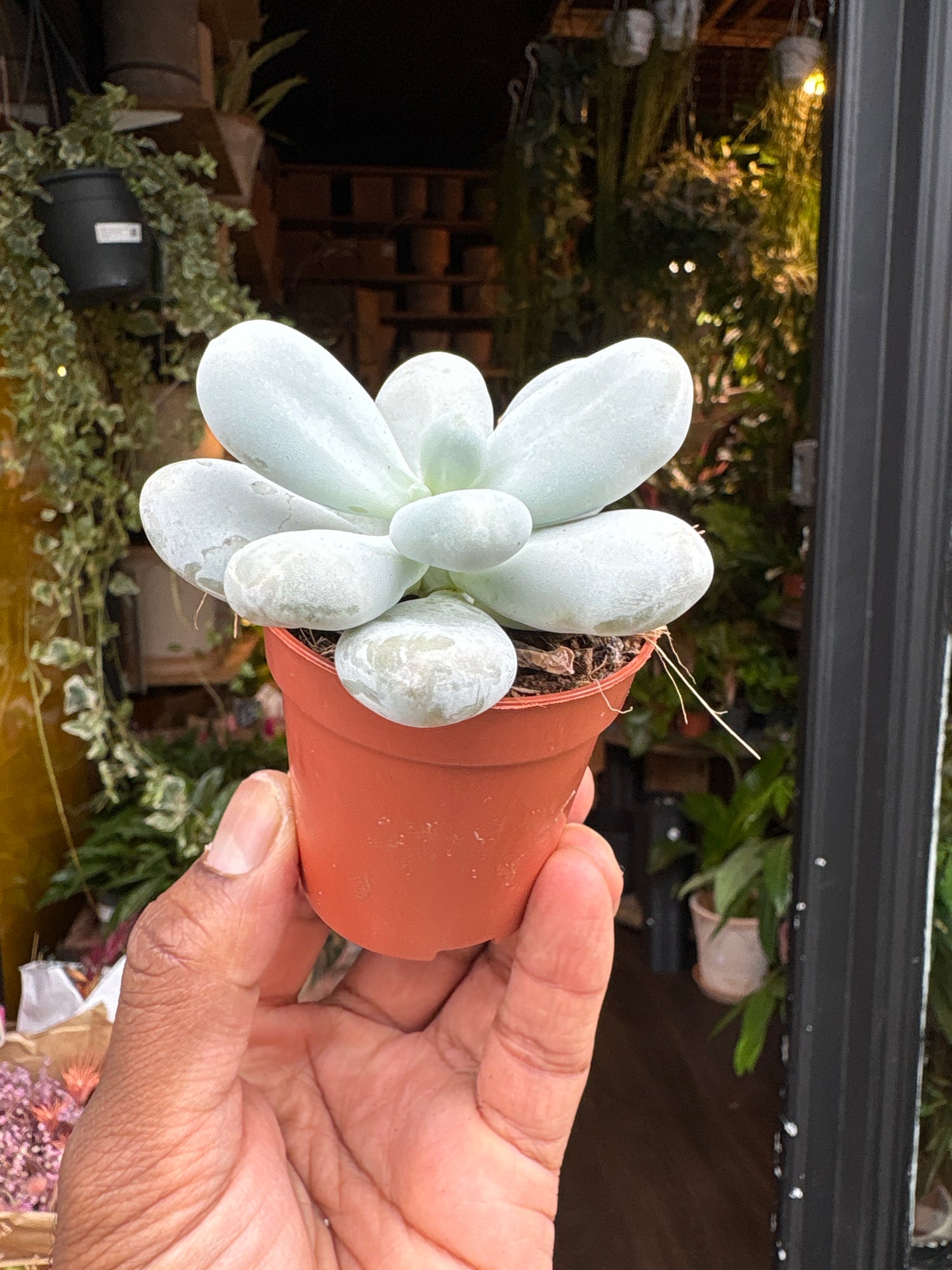 
A Pachyphytum Oviferum plant in front of Urban Tropicana’s plant shop in Chiswick, London