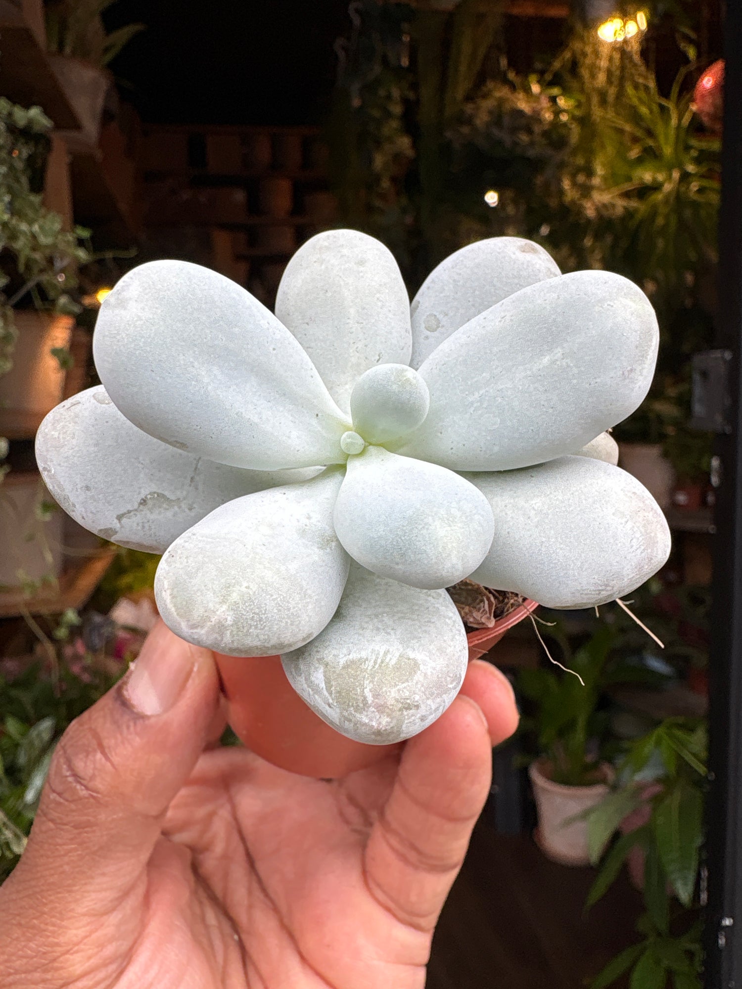 
A Pachyphytum Oviferum plant in front of Urban Tropicana’s plant shop in Chiswick, London