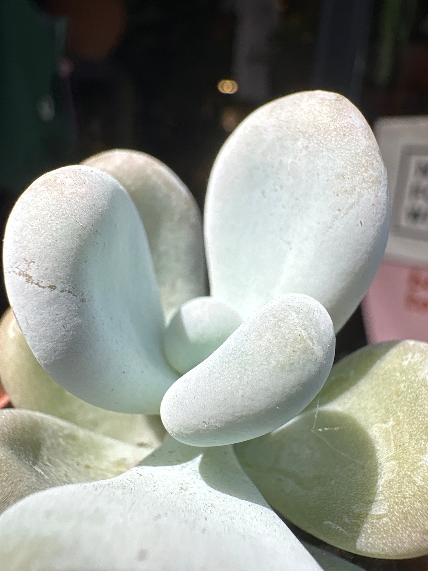 
A Pachyphytum Oviferum plant in front of Urban Tropicana’s plant shop in Chiswick, London