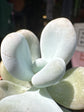 
A Pachyphytum Oviferum plant in front of Urban Tropicana’s plant shop in Chiswick, London