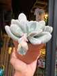 A Pachyphytum oviferum plant in front of Urban Tropicana’s Plant Shop in Chiswick London