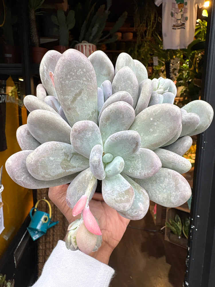A Pachyphytum oviferum plant in front of Urban Tropicana’s Plant Shop in Chiswick London