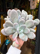 A Pachyphytum oviferum plant in front of Urban Tropicana’s Plant Shop in Chiswick London