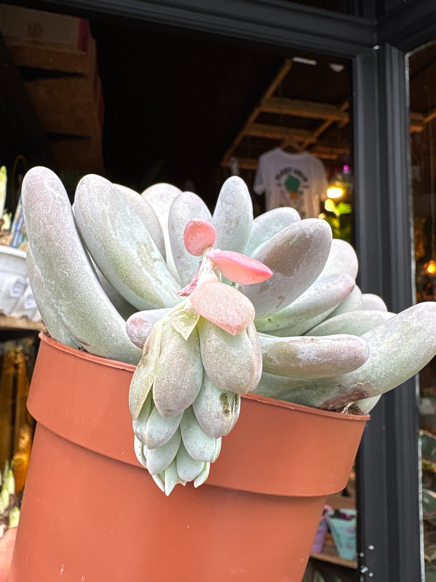 A Pachyphytum oviferum plant in front of Urban Tropicana’s Plant Shop in Chiswick London