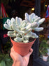Pachyphytum oviferum (Moonstone Succulent) in 12cm pot outside Urban Tropicana plant shop in Chiswick, London
