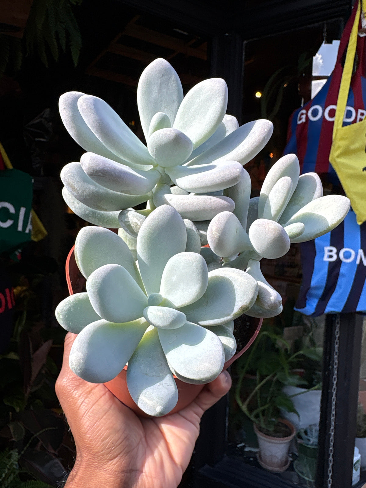 Pachyphytum oviferum (Moonstone Succulent) in 12cm pot outside Urban Tropicana plant shop in Chiswick, London