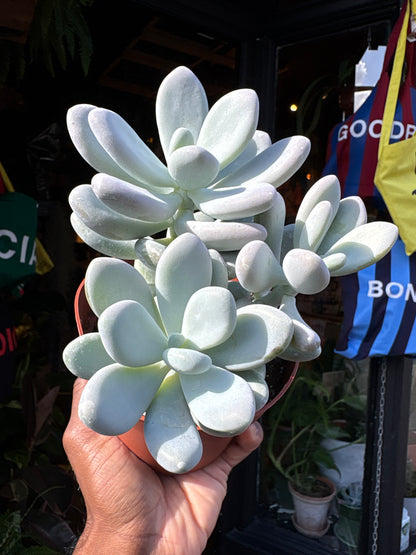 Pachyphytum oviferum (Moonstone Succulent) in 12cm pot outside Urban Tropicana plant shop in Chiswick, London