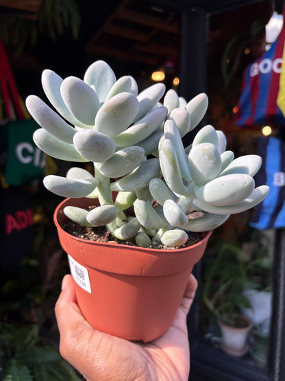Pachyphytum oviferum (Moonstone Succulent) in 12cm pot outside Urban Tropicana plant shop in Chiswick, London