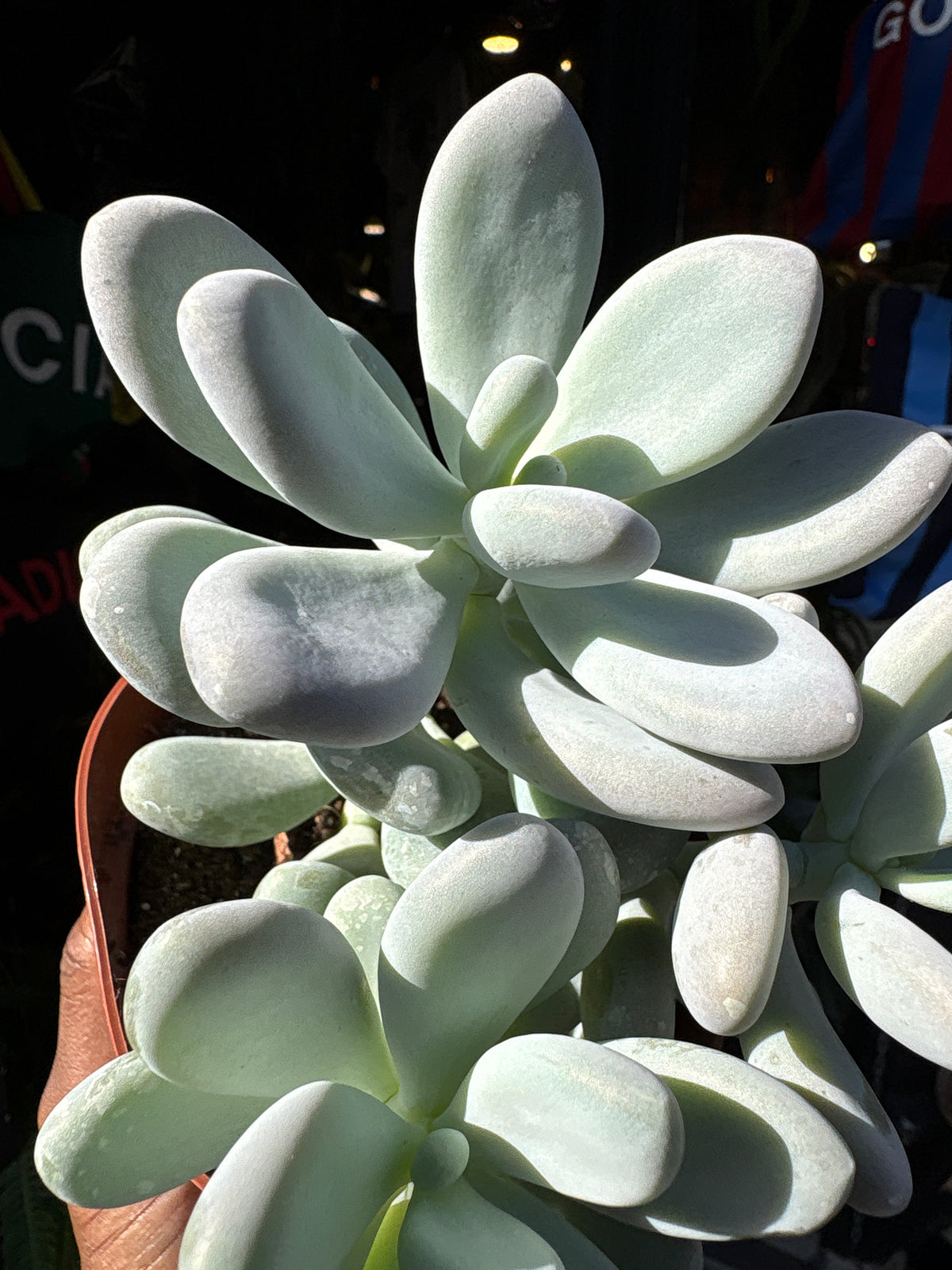 Pachyphytum oviferum (Moonstone Succulent) in 12cm pot outside Urban Tropicana plant shop in Chiswick, London