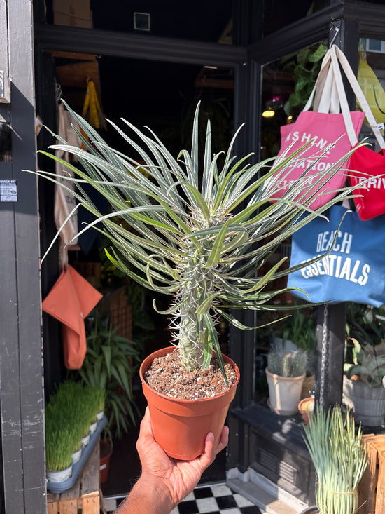 Pachypodium Geayi, or Madagascar Palm, outside Urban Tropicana’s houseplant store in Chiswick, West London
