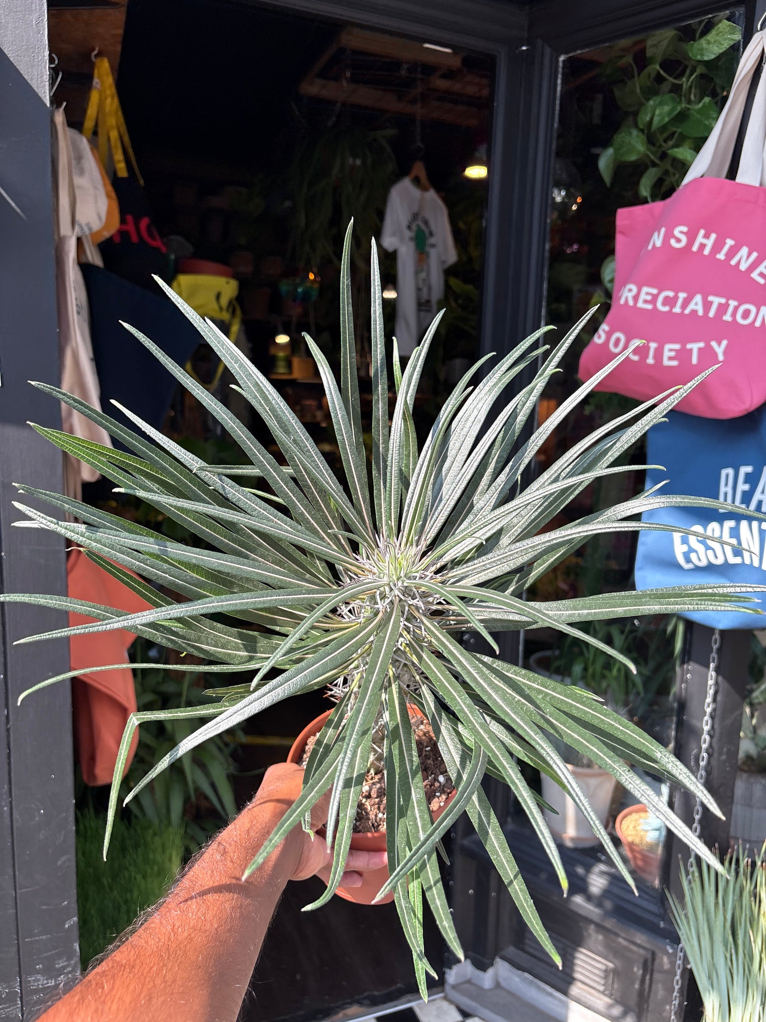 Pachypodium Geayi, or Madagascar Palm, outside Urban Tropicana’s houseplant store in Chiswick, West London