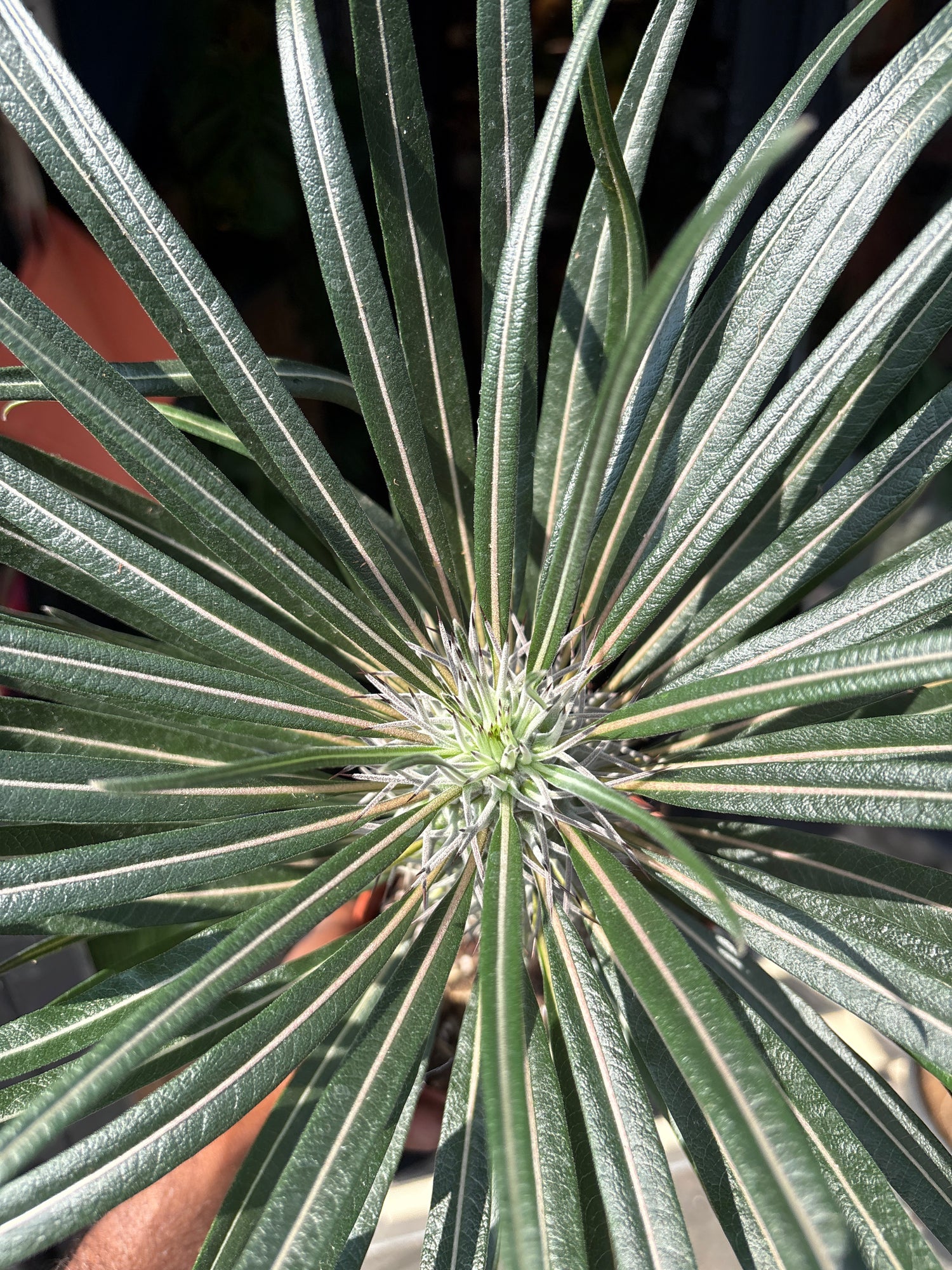 Pachypodium Geayi, or Madagascar Palm, outside Urban Tropicana’s houseplant store in Chiswick, West London