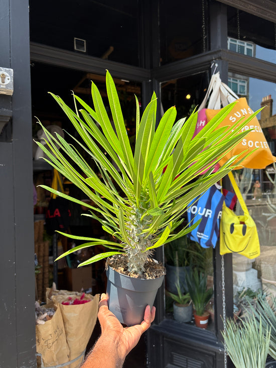 A Pachypodium Lamerei, commonly known as the Madagascar Palm, outside Urban Tropicana, a houseplant store in Chiswick London
