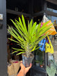A Pachypodium Lamerei, commonly known as the Madagascar Palm, outside Urban Tropicana, a houseplant store in Chiswick London