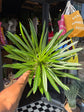 A Pachypodium Lamerei, commonly known as the Madagascar Palm, outside Urban Tropicana, a houseplant store in Chiswick London